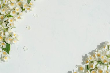 Hafif beton arkaplanda yasemin çiçeklerinin bileşimi.