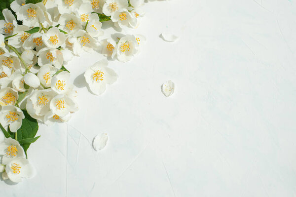 Composition of jasmine flowers on a light concrete background.