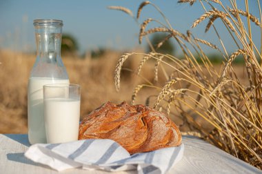 Bir somun taze buğday ekmeği ve kahverengi ahşap bir masa üzerinde bir şişe süt olgun buğday başakları tarafından çerçevelenmiş güneşli bir günde bir buğday tarlasına karşı.