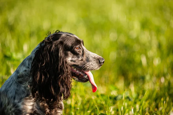 Roztomilý černobílý pes loví španěl na pozadí zelené trávy na horkém letním večeru. — Stock fotografie