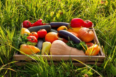 Çimlerin üzerinde taze sebzeler olan bir kutu. Vejetaryen yemeği. Sonbahar hasadı.