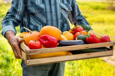 Bir adamın elinde güz sebzeleriyle dolu bir kutu. Vejetaryen ve vejetaryen yemekleri. Hasat..
