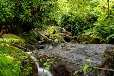 dağ nehri yeşillik ve taşlar bir sürü