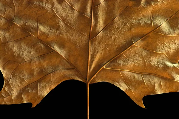 Herbst Großes Blatt Für Hintergrund Oder Als Dekoration Mit Schwarzem lizenzfreie Stockfotos