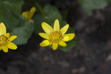 Köknar iğneleri, makro, bitki