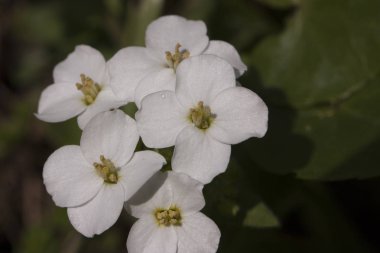 Köknar iğneleri, makro, bitki