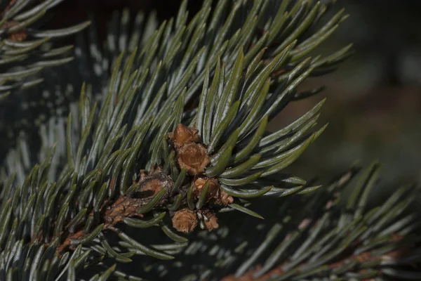 Agujas Abeto Macro Planta — Foto de Stock