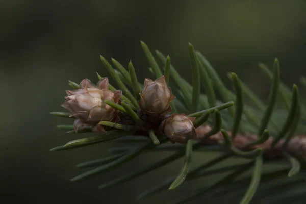 Fir Needles Macro Plant — Stock Photo, Image