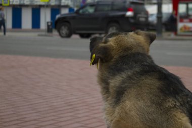 Kulağında etiketi olan bir sokak köpeği, Rusya, Kaliningrad