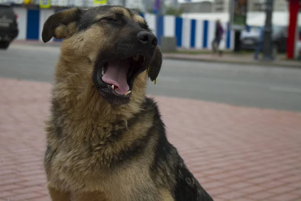 A stray dog with a tag in the ear, Russia, Kaliningrad