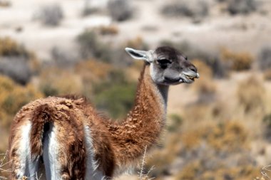 Arjantin Guanaco Yarımadası Valdes, Patagonya peyzaj bakıyor