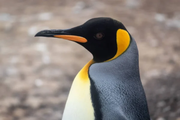 Pinguim Imperador Com Zoom Seu Rosto Preto Laranja — Fotografia de Stock