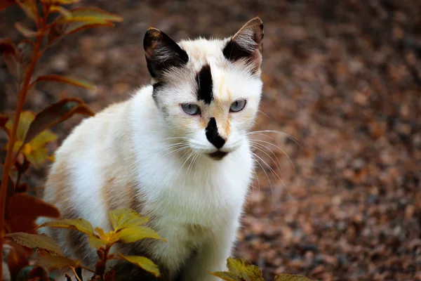 Açık Gözlü Beyaz Kedi — Stok fotoğraf