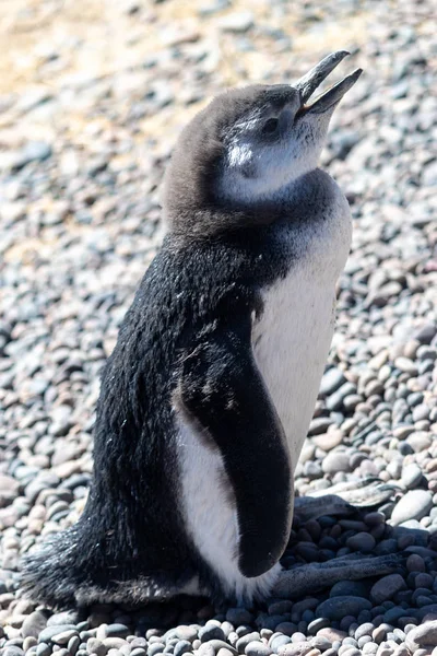 Pinguim Magalhães Patagônia Argentina — Fotografia de Stock