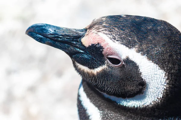 Tučni Magellanu Patagonie Argentina — Stock fotografie