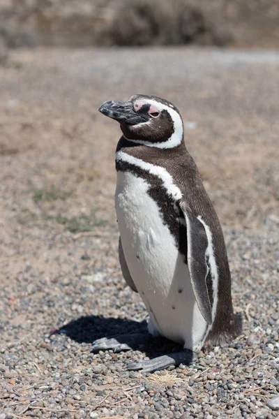 Pingüino Magallanes Punta Tombo Patagonia Argentina — Foto de Stock