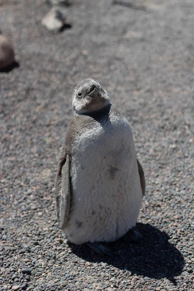 Пингвин Магеллана Пунта Томбо Патагония Аргентина — стоковое фото