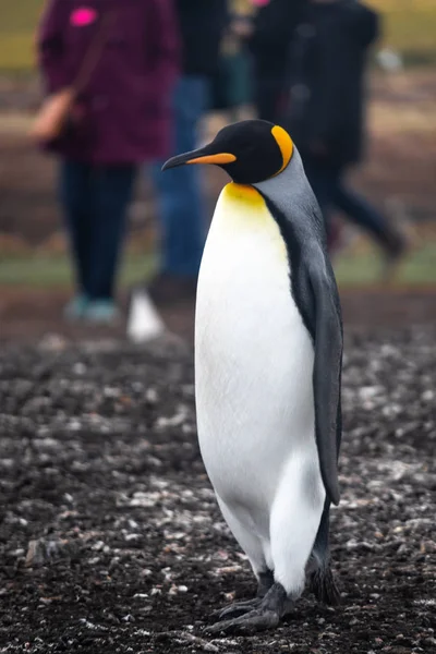 King Penguin Falkland Island South America — Stock Photo, Image