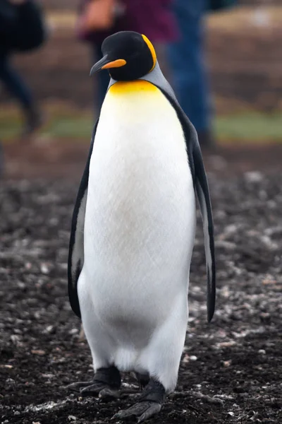 Pingüino Rey Isla Malvinas América Del Sur — Foto de Stock