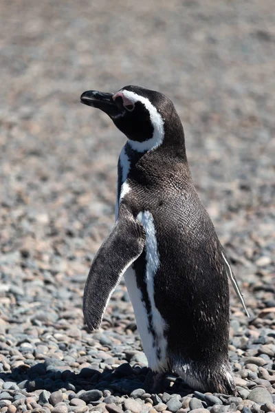 Pingouin Magellan Punta Tombo Patagonie Argentine — Photo