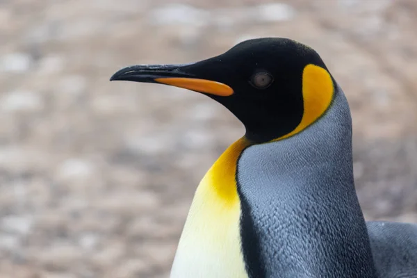 King Penguin Zoom His Black Orange Face — Stock Photo, Image