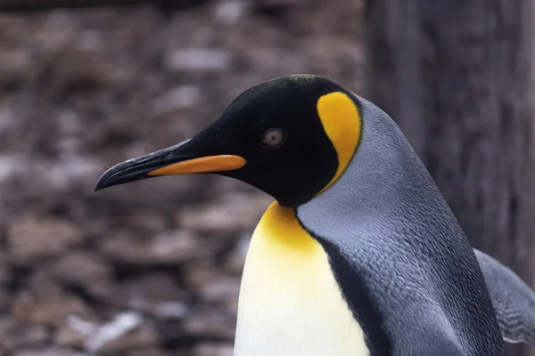 Königspinguin mit Zoom auf sein schwarz-oranges Gesicht — Stockfoto