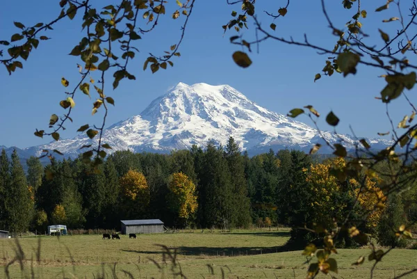 Mt. Rainier towers over a forest with a pasture in the foreground.