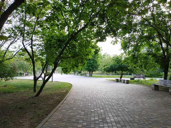 Träd och buskar i parken. Solljus genom trädstammar. Vacker vårpark landskap — Stockfoto