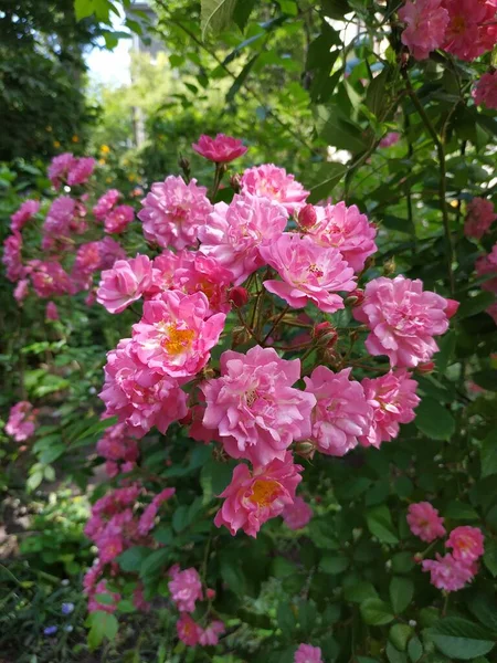 Μεγάλοι θάμνοι κήπου κοντά με μικρά ροζ τριαντάφυλλα. Μεγάλος θάμνος με πολλά μικρά λουλούδια — Φωτογραφία Αρχείου