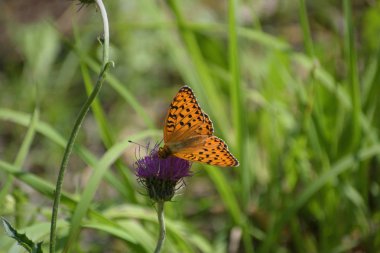 Bir kelebek çiçek Close-up