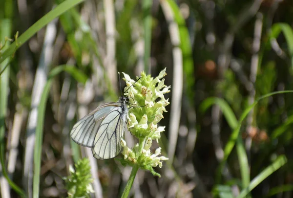 Flor Nutritiva Para Mariposas — Foto de Stock