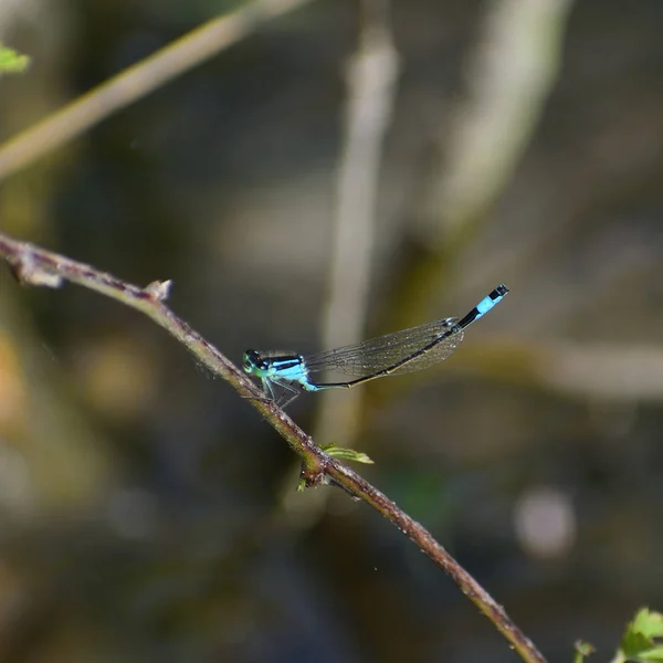 Die Blaue Libelle Ruht Auf Dem Ast — Stockfoto