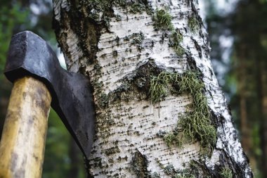 Huş ağacı içinde itme balta