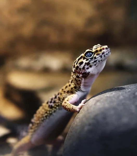 kertenkele gecko güneşin bir taş üzerinde ısıtılır