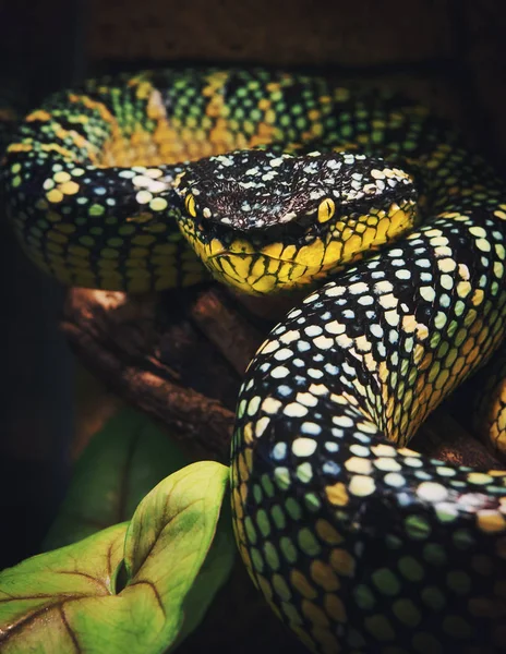 Cobra Enrolada Uma Árvore Olha Nos Olhos — Fotografia de Stock