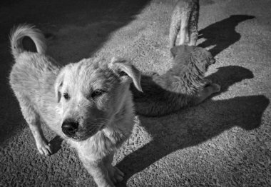 siyah beyaz kaldırımda oturan kukla melezler