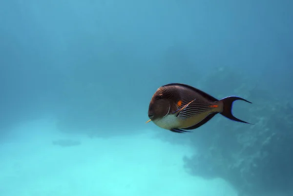 青色の背景に赤い海で孤独な外科医の魚 — ストック写真