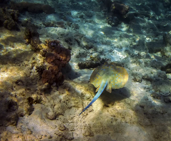 Red Sea'deki/daki Stingray