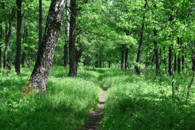 Yazın güzel yeşil orman.