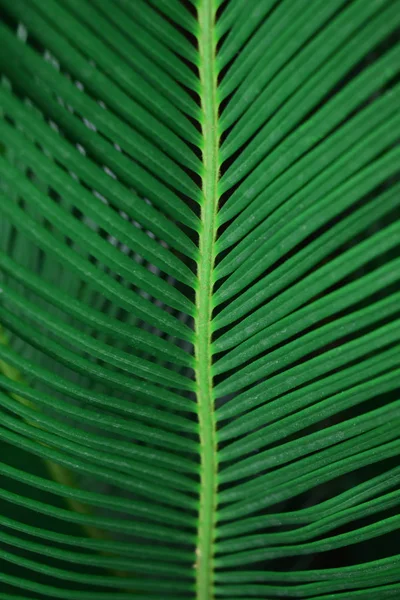 Hoja Palma Verde Primer Plano Contexto Tropical — Foto de Stock