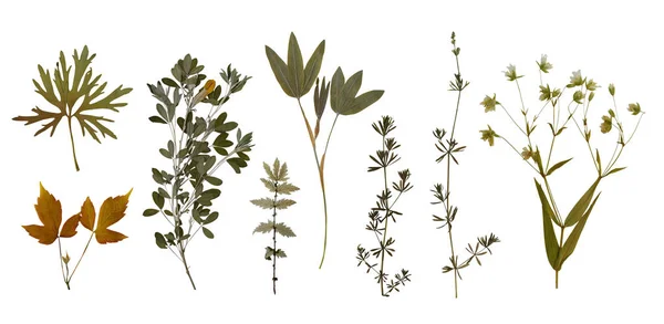 Suché Lisované Divoké Květiny Rostliny Izolované Bílém Pozadí Botanická Sbírka — Stock fotografie