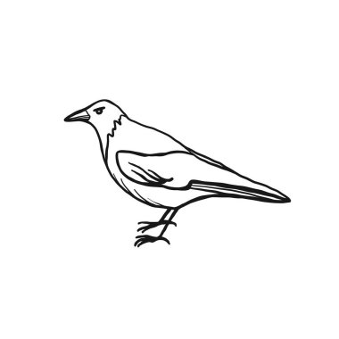 Beyaz arkaplanda karga çizimi izole edildi. Bir kuşun vektör simgesi