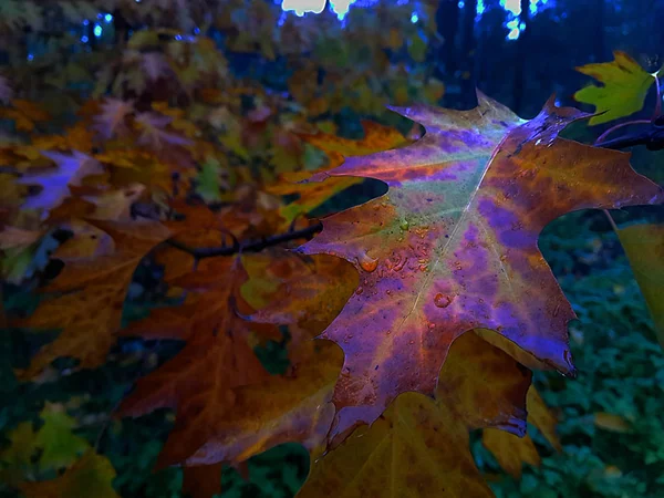 朝の雨の後 真紅のカエデの葉 クローズ アップ — ストック写真