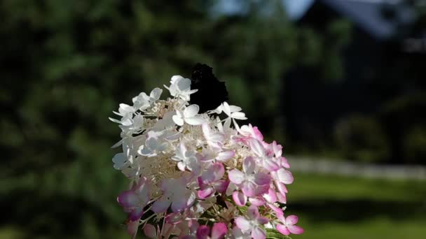 Motýl Seděl Květ Letní Louka — Stock video