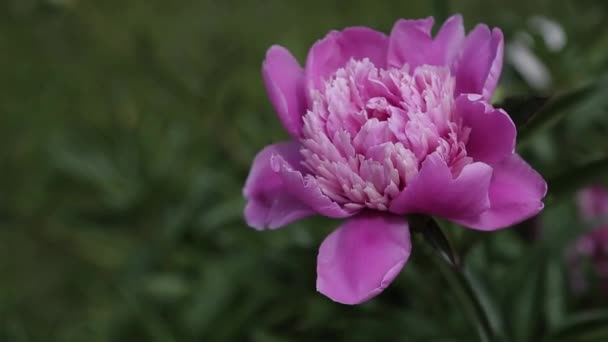 Auf Dem Rasen Blüht Eine Schöne Rote Blume — Stockvideo