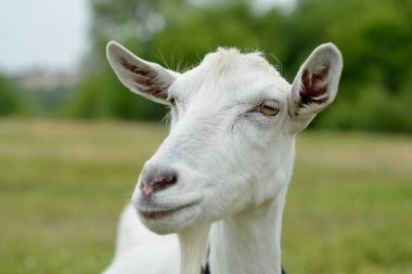 Bir beyaz keçi yakın çekim yaz da da bir çayırda otlatma kafa