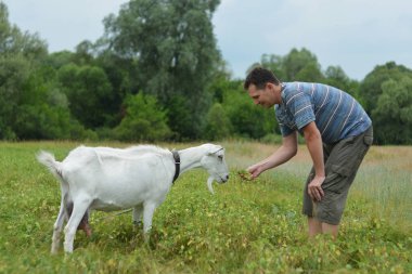 Bir adam grazes beyaz bir keçi üzerinde yeşil bir meado beslenir.