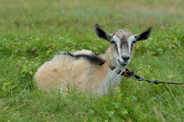 Kahverengi Keçi Yakın Çekim Grazes Bir Yaz Günü Bir Çayırda — Stok fotoğraf