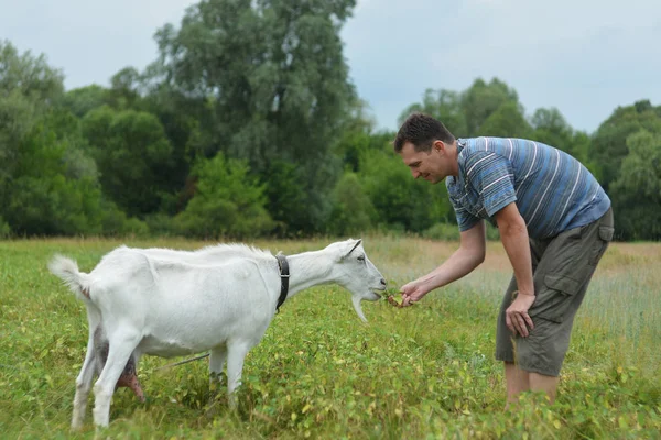 A man feeds a white goat that grazes on a green meado