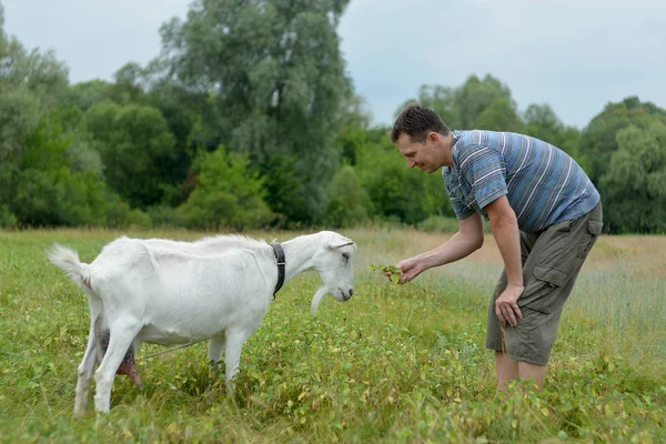 A man feeds a white goat that grazes on a green meado